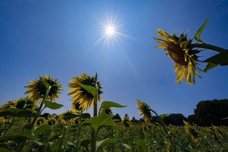 昭和記念公園のひまわり | Still Life